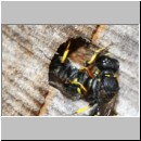 Ectemnius sp Paerchen 01b beim gemeinsamen verlassen der Roehre - flogen auch im Huckepack davon.jpg